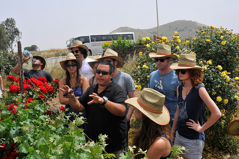 golan flash 90 Tourists visiting the vineyards in the Kibbutz Ortal in the Golan Heights,