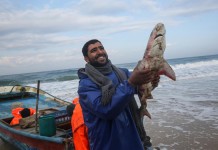 Gazans Would Rather Eat Weeds and Turtles than Release the Hostages