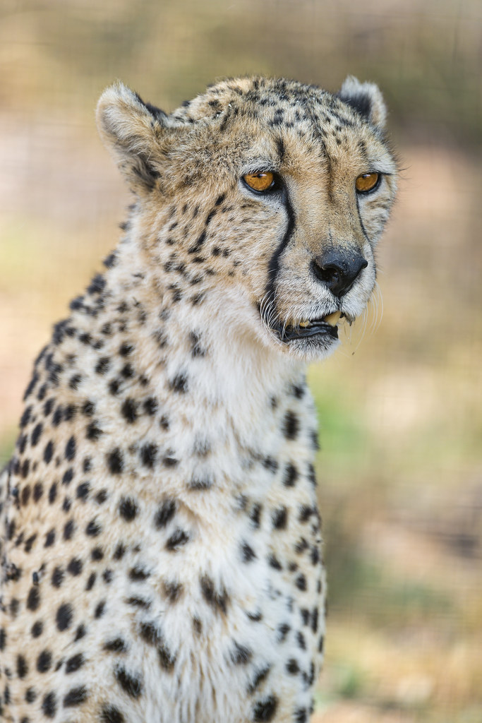 Sitting cheetah portrait