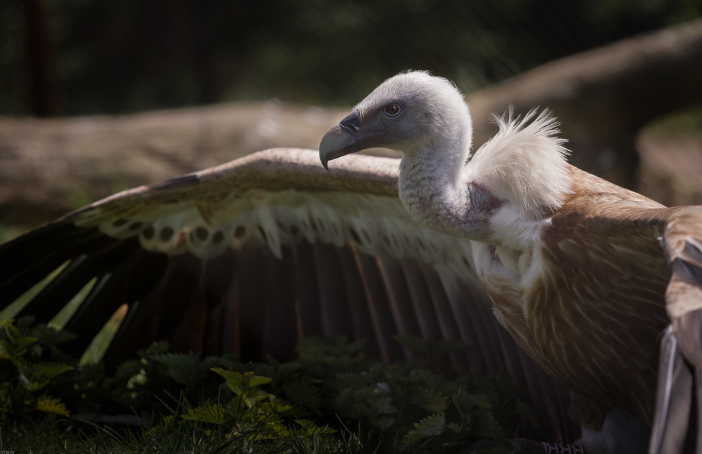 Griffon Vulture