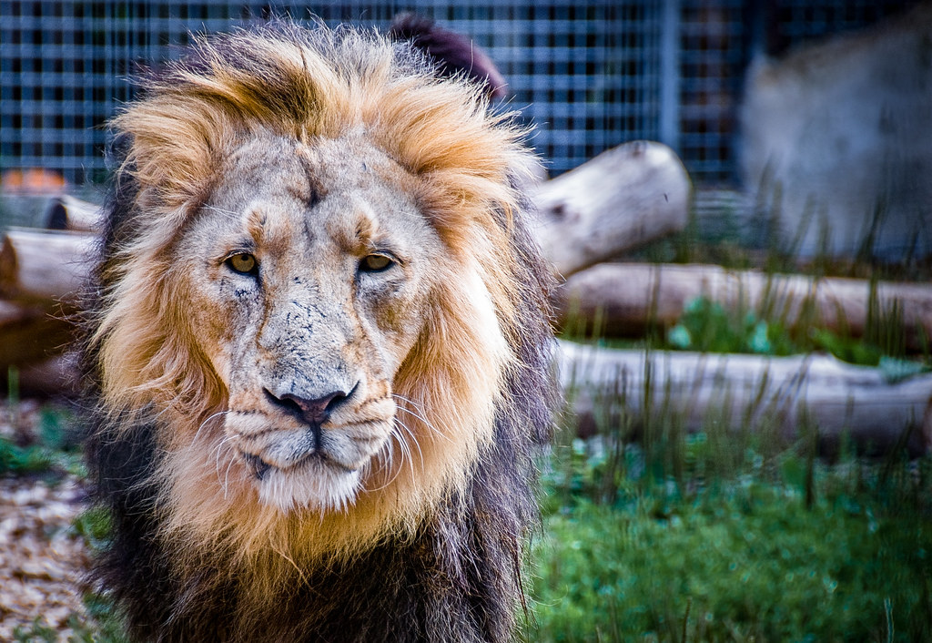 South-East Asian Lion