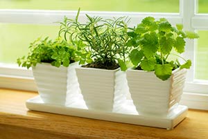 Baim-112015-Plants