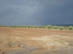 Ben-Tsvi-122614-Field