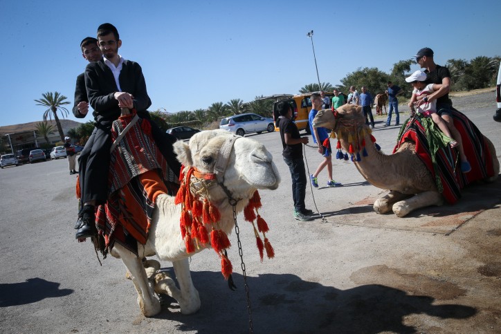 Riding camels at the Almog junction.