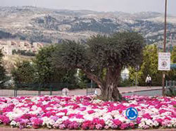 Ganz-010915-Trees