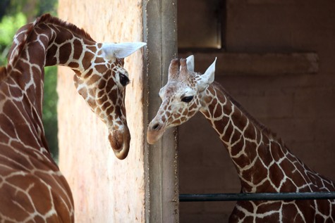 Giraffes