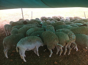 Lewis-013015-Eli's-herd