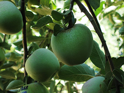 Lewis-052915-Apples