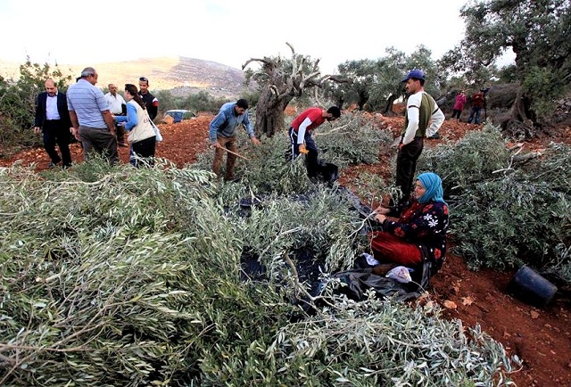 Palestinian Arabs inspect piles of olive tree prunings left by vandals in Qaryut, Oct 2013.