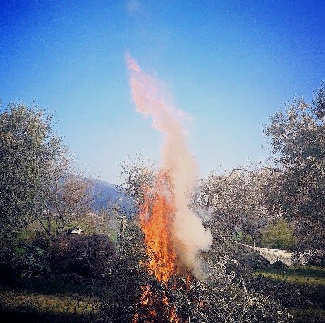 Olive-Burn