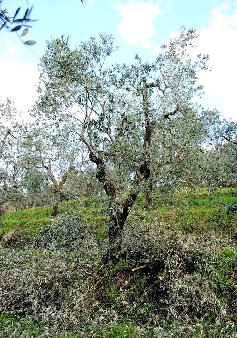 The pruning pile grows as the Italian grower takes us through the pruning process. (Notes from a Tuscan Olive Grove; see link at photo above.)