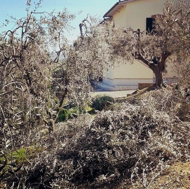 Another Tuscan grower’s image of a pruning pile and well-pruned trees. His caption for this photo reads: “things are starting to look good.” Image from http://www.mapitout-tuscany.com/2013/03/olive-tree-pruning-in-italy-photo-guide.html