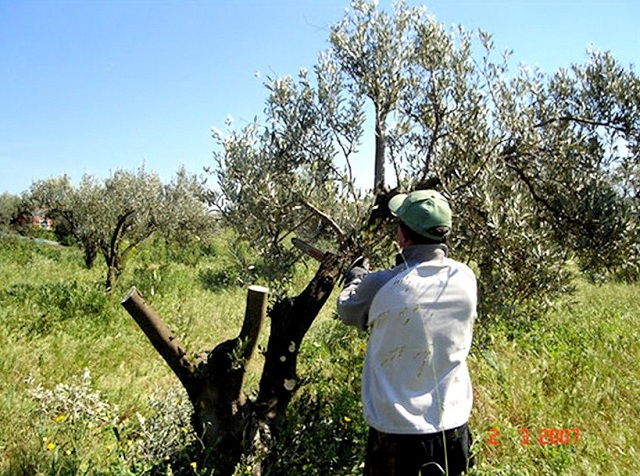 An Italian grower cuts off limbs to prepare an olive tree for top-grafting. Image from http://www.joe-ray.com/motherland/archive/2007/03/ Read more at http://libertyunyielding.com/2015/01/04/passion-olive-trees-settlers-pelt-u-s-diplomatic-personnel-west-bank-video/#sGoOoAeTfE4tsLTX.99