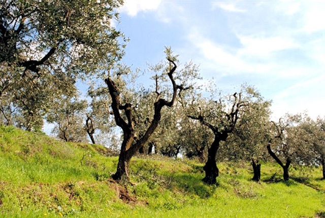 Olive-Tuscan