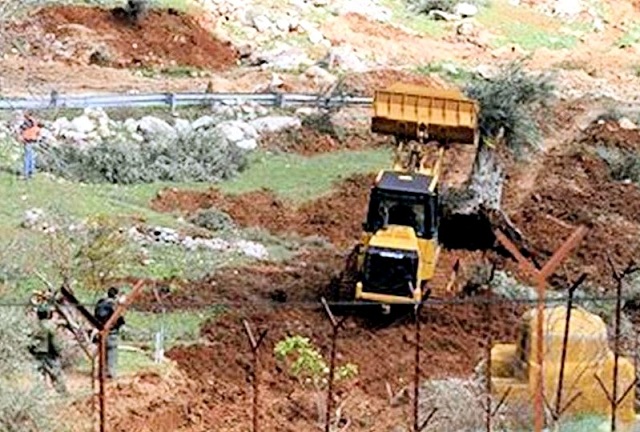 Olive-uproot