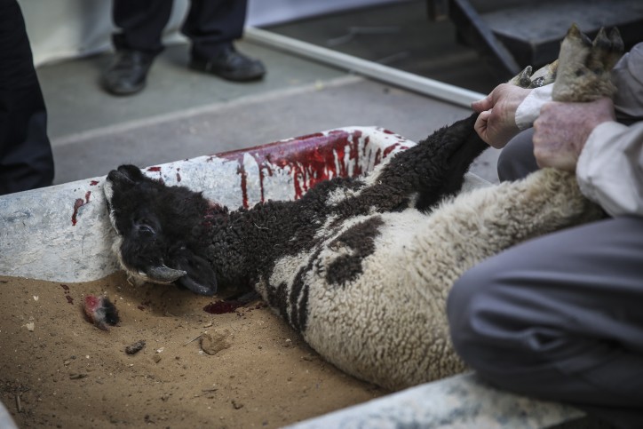 Pesach Sacrifice 2015 2