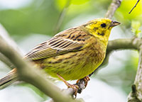 Torah-121914-Ala-Bird