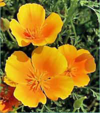 Torah-121914-Cali-Flower