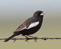 Torah-121914-Col-Bird