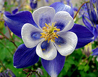 Torah-121914-Col-Flower