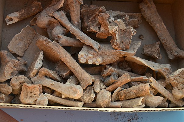 Animal bones from 5,000 years ago that were discovered in the excavation.