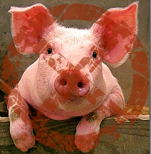 nopiggy.jpg