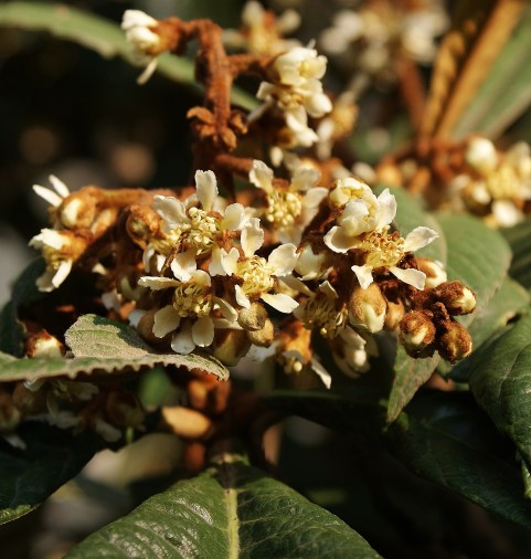 SONY DSC