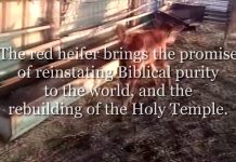 A Red Heifer is Born